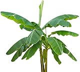 Musa velutina 20 Bananensamen rosa Zwergbanane frosthart