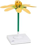 3B Scientific Scharbockskrautblüte