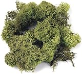 Rayher Blumengesteck Islandmoos 100 g