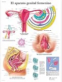 3B Scientific Papier bedruckt
