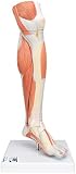 3B Scientific Menschliche Anatomie