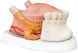 3B Scientific menschliche Anatomie