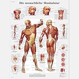 3B Scientific Lehrtafel Die menschliche Muskulatur