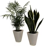 Dominik Blumen und Pflanzen Zimmerpalme-Set, weiß