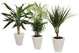 Dominik Blumen Dracaena-Set mit Dekotöpfen