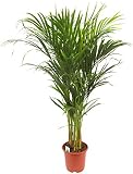 Dominik Blumen und Pflanzen Goldfruchtpalme 100 cm