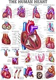 Ruediger Anatomie CH12 The Human Heart Tafel