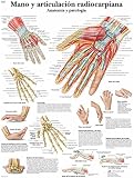 3B Scientific Lehrtafel Hand und Handgelenk
