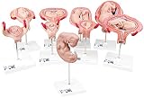 3B Scientific Menschliche Anatomie