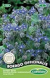 Germisem Borretsch BORAGO OFFICINALIS