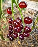 Tomate -Antho Violett/Rot- 10 Samen -Super Lecker & Süß- *Sehr Gesund*