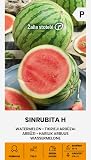 Zalia stotele | WASSERMELONE SINRUBITA H samen