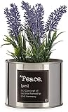 Ibergarden Pflanze