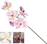 VEA SRL Stiel M. Thai Orchidee 73cm YIM55254