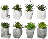 VEA SRL Fettpflanze Love 4 Stück GHA59430