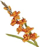 VEA SRL L.Herbst Stamm P. GLADIOLO 41300