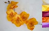 VEA SRL L.Herbst Stamm P. Orchidea Stand 3731