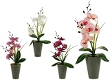 Ibergarden Dekorative Pflanze